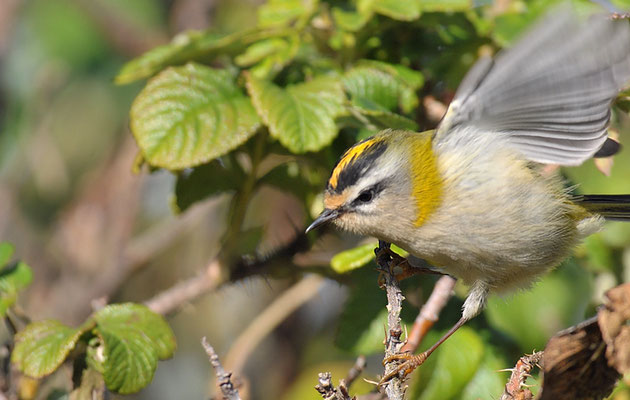 SOMMERGOLDHÄHNCHEN, FIRECREST, REGULUS IGNICAPILLA