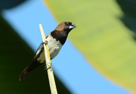 JAVA-BRONZEMÄNNCHEN, JAVAN MUNIA, LONCHURA LEUCOGASTROIDES
