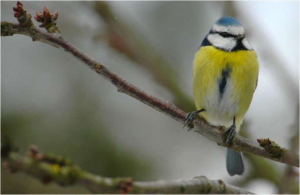 BLAUMEISE, BLUE TIT, CYANISTES CAERULEUS