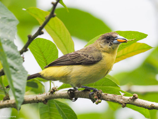 ZITRONENTANGARE, LEMON-RUMPED TANAGER - RAMPHOCELUS ICTERONOTUS