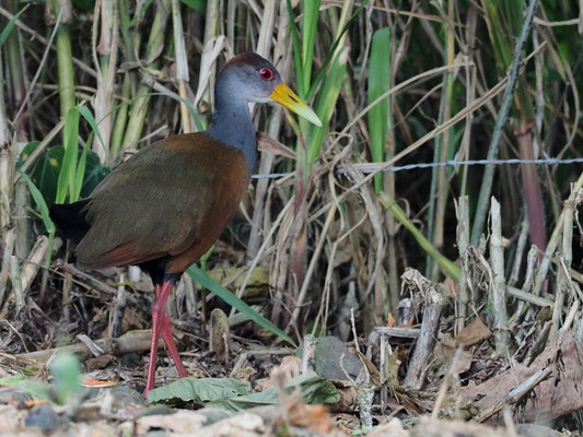 CAYENNERALLE, GRAY-NECKED WOOD-RAIL, ARAMIDES CAJANEA