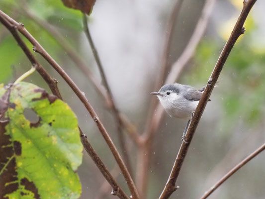 Weißbrauen-Mückenfänger, White-browed Gnatcatcher - Polioptila bileneata