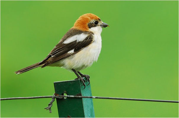 ROTKOPFWÜRGER, WOODCHAT SHRIKE, LANIUS SENATOR