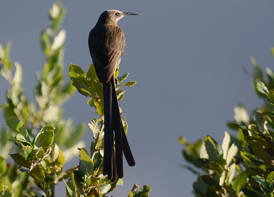 KAPHONIGFRESSER, CAPE SUGARBIRD, PROMEROPS CAFER