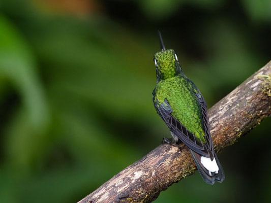 PURPURBRUSTKOLIBRI, PURPLE-BIPPED WHITETIP - UROSTICTE BENJAMINI