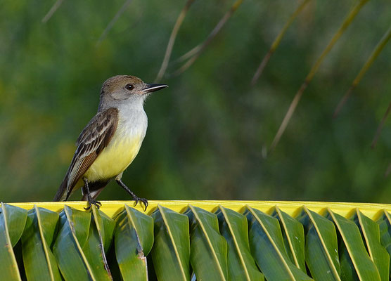 BRAUNSCHOPFTYRANN, BROWN-CRESTED FLYCATCHER, MYIARCHUS TYRANNULUS