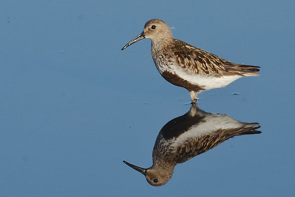 ALPENSTRANDLÄUFER, DUNLIN, CALIDRIS ALPINA