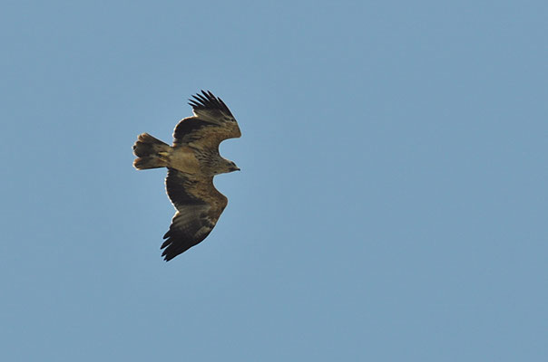 KAISERADLER, IMPERIAL EAGLE, AQUILA HELIACA
