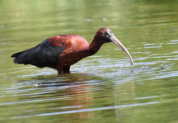BRAUNER SICHLER, GLOSSY IBIS, PLEGADIS FALCINELLUS