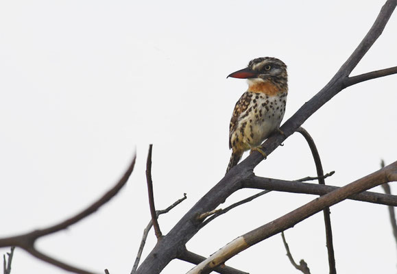FLECKENFAULVOGEL, SPOT-BACKED PUFFBIRD, NYSTALUS MACULATUS