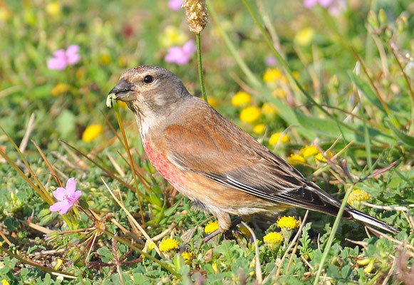 HÄNFLING, LINNET, CARDUELIS CANNABINA