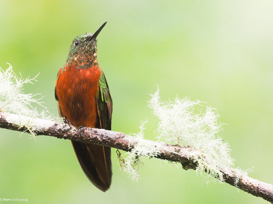 ROTBAUCHKOLIBRI, CHESTNUT-BREASTED CORONET - BOISSONNEAUA MATTHEWSII
