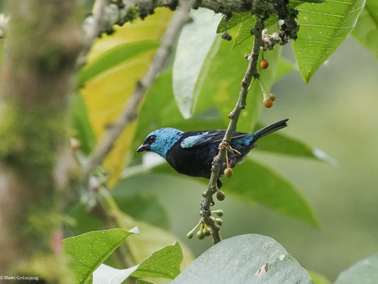 AZURKOPFTANGARE, BLUE-NECKED TANAGER - TANGARA CYANICOLLIS