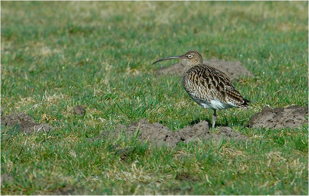 BRACHVOGEL, EURASIAN CURLEW, NUMENIUS ARQUATA