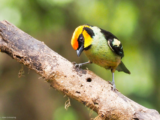 Rotstirntangare, Flame-faced Tanager - Tangara parzudakii