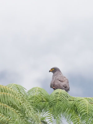Wegebussard, Roadside Hawk - Rupornis magnirostris