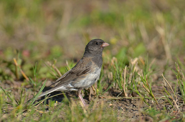 JUNCO, DARK-EYED JUNCO, JUNCO HYEMALIS