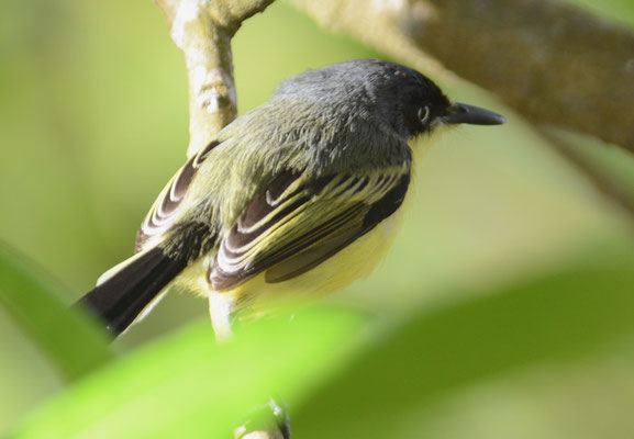 GELBBAUCH-SPATELTYRANN, COMMON TODY-FLYCATCHER, TODIROSTRUM CINEREUM