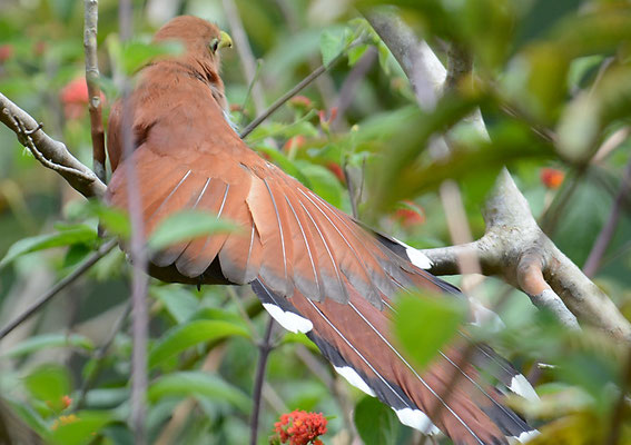 CAYENNEKUCKUCK, SQUIRREL CUCKOO, PIAYA CAYANA