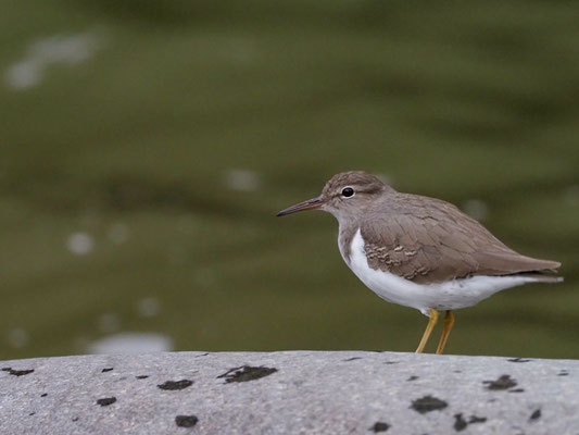 DROSSELUFERLÄUFER, SPOTTED SANDPIPER - ACTITIS MACULARIA
