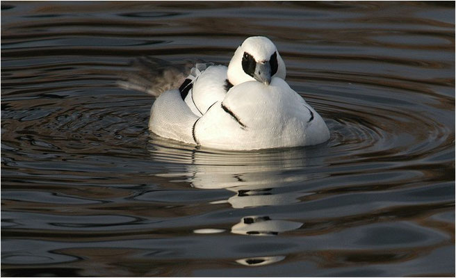 ZWERGSÄGER, SMEW, MERGELLUS ALBELLUS