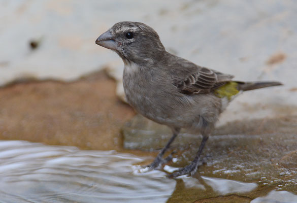 WEISSKEHLGIRLITZ, WHITE-THROATED CANARY, CRITHAGRA ALBOGULARIS