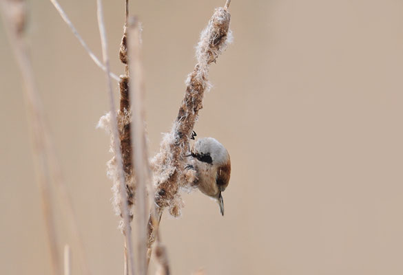 BEUTELMEISE, PENDULINE TIT, REMIZ PENDULINUS