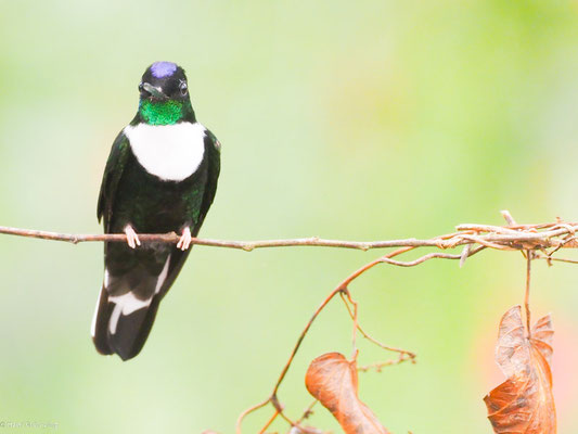 Brustband-Andenkolibri, Collared Inca - Coeligena torquata