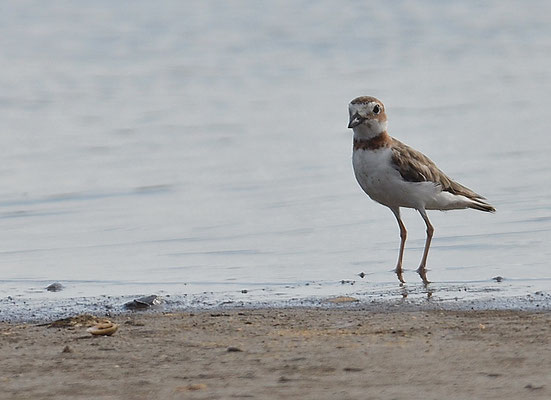 WILSON-REGENPFEIFER, WILSON´S PLOVER, CHARADRIUS WILSONIA