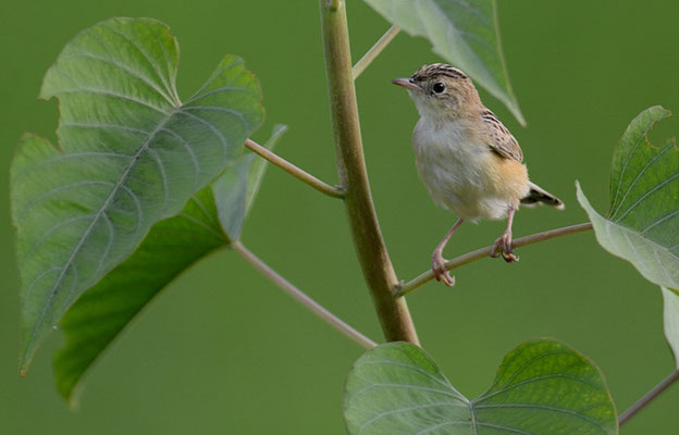 CISTENSÄNGER, ZITTING CISTICOLA, CISTICOLA JUNCIDIS