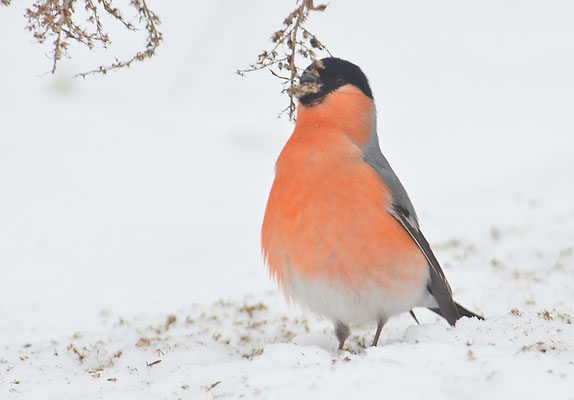 DOMPFAFF, BULLFINCH. PYRRHULA PYRRHULA