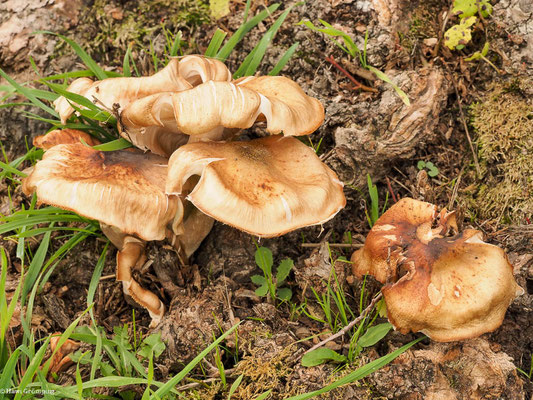 Honiggelber Hallimasch - Armillaria mellea