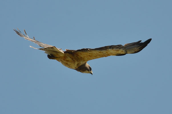 PRÄRIEBUSSARD, SWAINSON´S HAWK, BUTEO SWAINSONI