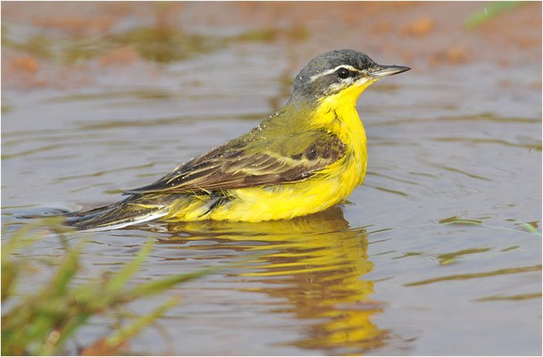 DOMBROWSKII-SCHAFSTELZE, YELLOW WAGTAIL ´DOMBROWSKII´, MOTACILLA FLAVA DOMBROWSKII