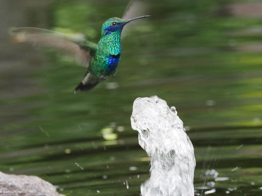 GROSSER VEILCHENOHRKOLIBRI, SPARKLING VIOLETEAR  -C OLIBRI CORUSCAN