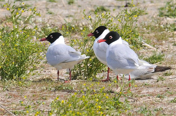 SCHWARZKOPFMÖWE, MEDITERRANEAN GULL, LARUS MELANOCEPHALUS