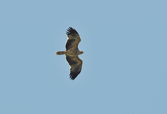 KAISERADLER, IMPERIAL EAGLE, AQUILA HELIACA