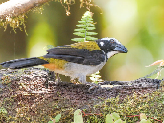 Schwarzschwingensaltator, Black-winged Saltator - Saltator atripennis