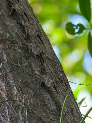 Nur schwer zu entdecken sind diese Fledermäuse, die auf der Baumrinde perfekt getarnt sind.