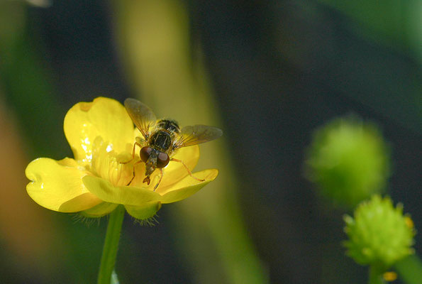 GESTREIFTE NASENSCHWEBFLIEGE, ANASIMYIA LINEATA
