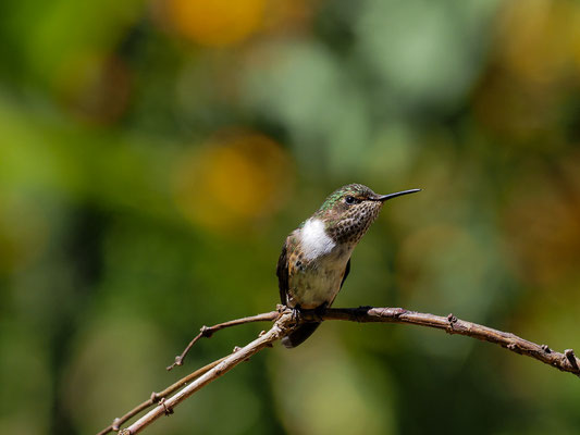 VULKANELFE, VOLCANO HUMMINGBIRD, SELASPHORUS FLAMMULA