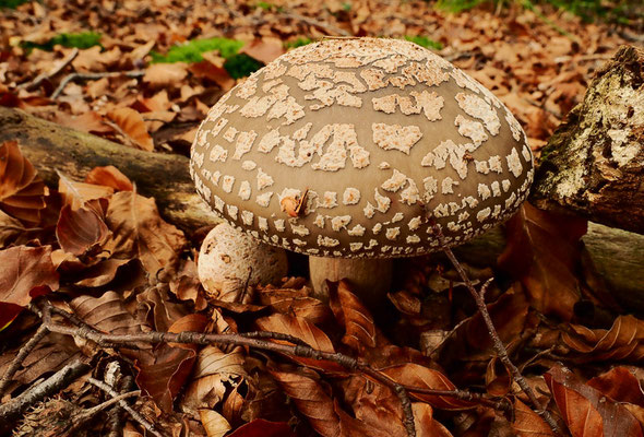 Im Herbst finden sich jede Menge Pilze.