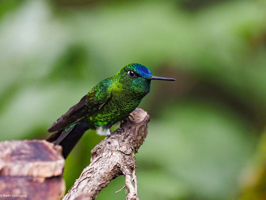 LANGSCHWANZHÖSCHENKOLIBRI, SAPPHIRE-VENTED PUFFLEG - ERIOCNEMIS LUCIANI
