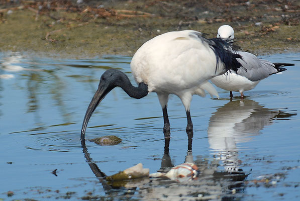 HEILIGER IBIS, AFRICAN SACRED IBIS, THRESKIORNIS AETHIOPICUS