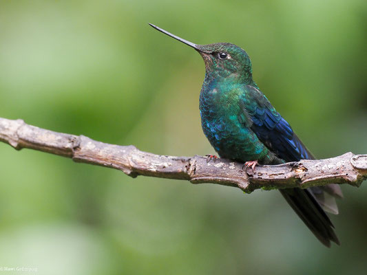BLAUFLÜGEL-KOLIBRI, GREAT SAPPHIREWING - PTEROPHANES CYANOPTERUS