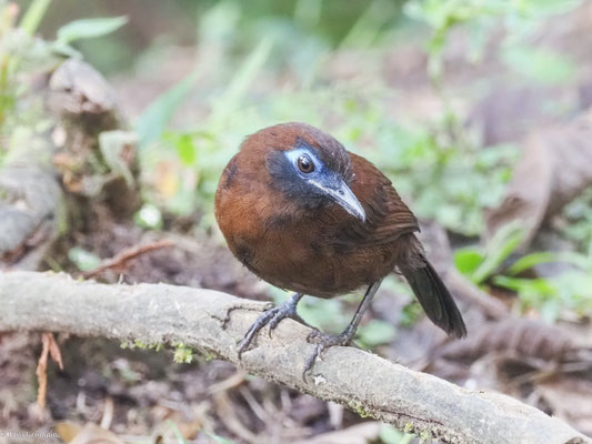 Zeledons Ameisenvogel, zeledon´s Antbird - Myrmeciza zeledoni