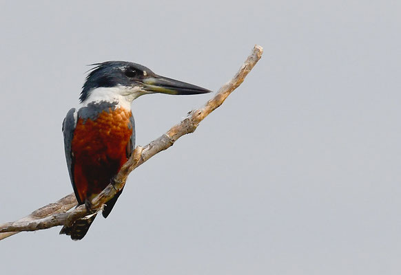 ROTBRUSTFISCHER, RINGED KINGFISHER, MEGACERYLE TORQUATA