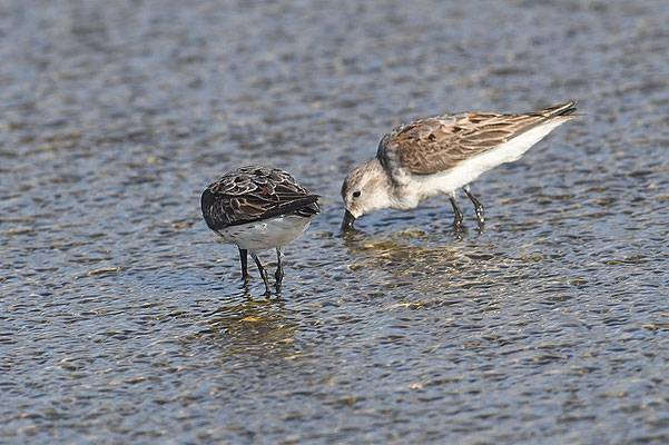 BERGSTRANDLÄUFER, WESTERN SANDPIPER, CALIDRIS MAURI