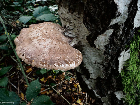 Birkenporling - Piptoporus betulinus