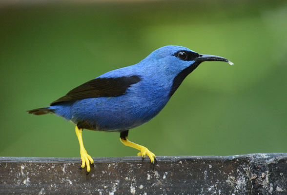 AZURNASCHVOGEL, SHINING HONEYCREEPER, CYANERPES LUCIDUA